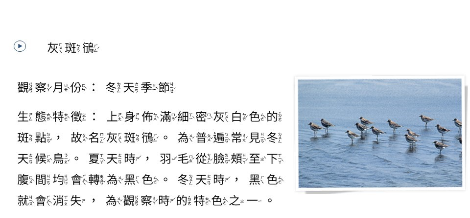 灰斑鴴
